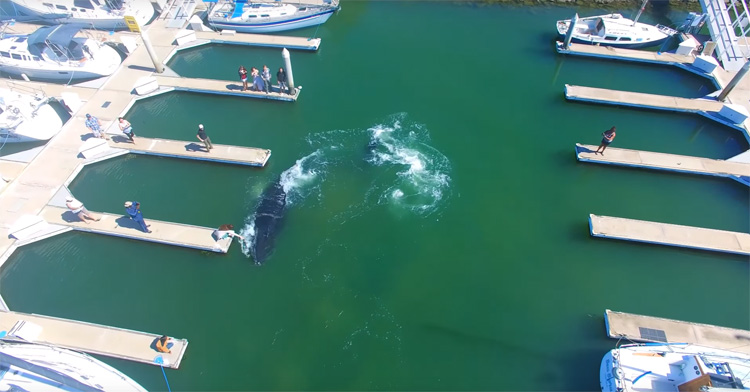 Enorme Bultrug Walvis verdwaald in Ventura haven, Verenigde Staten